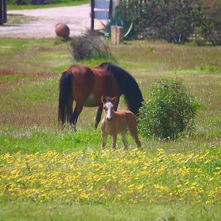 Herdade Monte Do Sol Aljezur Εξωτερικό φωτογραφία